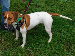 Bull-Boxer Dogs for adoption in Zanesville, OH, USA