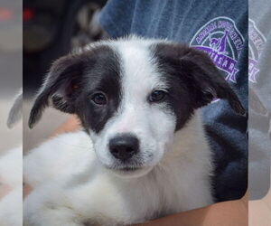 Border Collie-Unknown Mix Dogs for adoption in Huntley, IL, USA