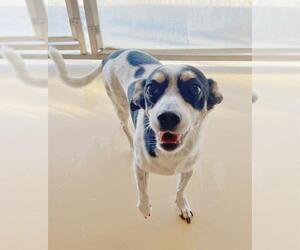 Mutt Dogs for adoption in Riverside, CA, USA