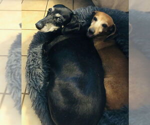Dachshund Dogs for adoption in Tampa, FL, USA