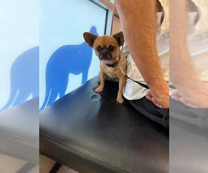 Chihuahua-Unknown Mix Dogs for adoption in Louisville, KY, USA