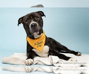 Mastiff-Unknown Mix Dogs for adoption in Corona, CA, USA