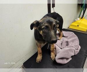 Catahoula Leopard Dog-Unknown Mix Dogs for adoption in Santa Cruz, CA, USA