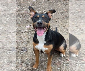 Rottweiler-Unknown Mix Dogs for adoption in Manchester, MO, USA