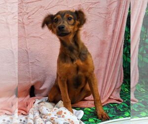 Feist Terrier-Unknown Mix Dogs for adoption in Wetumpka, AL, USA