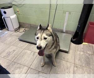 Siberian Husky-Unknown Mix Dogs for adoption in Grand Prairie, TX, USA