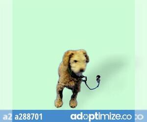 Poodle (Miniature) Dogs for adoption in Stockton, CA, USA
