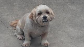 Medium Photo #1 Lhasa Apso Puppy For Sale in Stockton, CA, USA