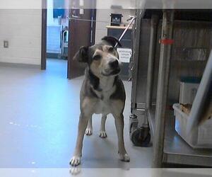 German Shepherd Dog Dogs for adoption in Fayetteville, NC, USA