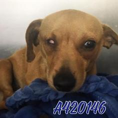 Medium Photo #1 Chiweenie Puppy For Sale in San Antonio, TX, USA