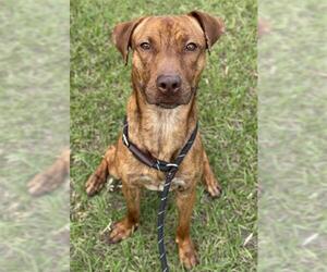 American Staffordshire Terrier-Vizsla Mix Dogs for adoption in Fort Lauderdale, FL, USA
