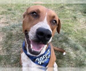 Mutt Dogs for adoption in Pueblo, CO, USA