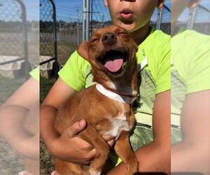 Miniature Pinscher-Unknown Mix Dogs for adoption in Reedsport, OR, USA