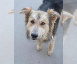 Collie-Unknown Mix Dogs for adoption in Tulsa, OK, USA