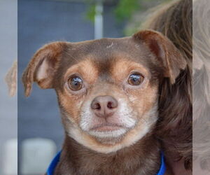 Chihuahua Dogs for adoption in Huntley, IL, USA
