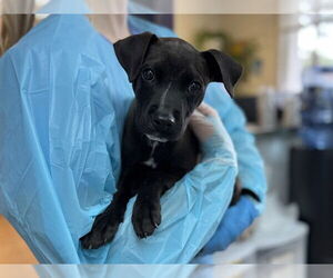 Mutt Dogs for adoption in Raleigh, NC, USA