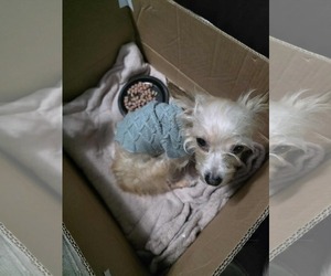 Mutt Dogs for adoption in Spring, TX, USA