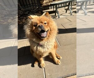 Chow Chow Dogs for adoption in Prescott, Ontario, Canada