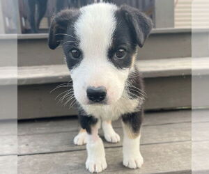 Border Collie-Unknown Mix Dogs for adoption in Fargo, ND, USA
