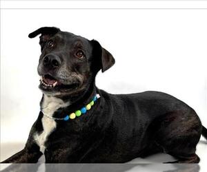 American Pit Bull Terrier-Unknown Mix Dogs for adoption in Fort Collins, CO, USA