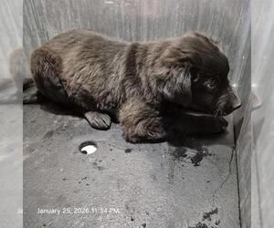 Labrador Retriever-Unknown Mix Dogs for adoption in San Antonio, TX, USA