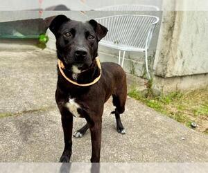 Labrador Retriever-Unknown Mix Dogs for adoption in Santa Rosa, CA, USA