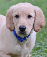 Medium Photo #1 Golden Retriever Puppy For Sale in Enfield, CT, USA