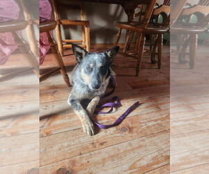 Border Collie-Unknown Mix Dogs for adoption in Red Lodge, MT, USA