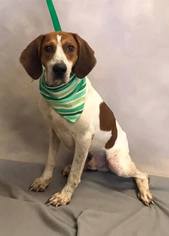 English Foxhound Dogs for adoption in Gilbertsville, PA, USA