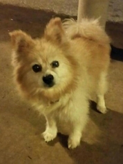 Pomeranian Dogs for adoption in Northport, AL, USA