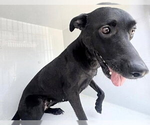 Labrador Retriever-Unknown Mix Dogs for adoption in Houston, TX, USA