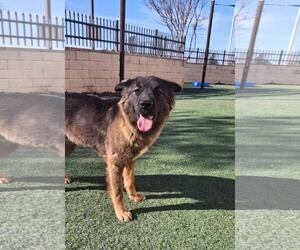 Gerberian Shepsky Dogs for adoption in Rockwall, TX, USA