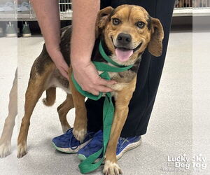 Beagle-Catahoula Leopard Dog Mix Dogs for adoption in Washington, DC, USA