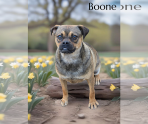 Puggle Dogs for adoption in Phelan, CA, USA