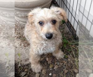 Mutt Dogs for adoption in Brooklyn Center, MN, USA