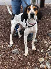 Bluetick Coonhound Dogs for adoption in Thomasville, NC, USA