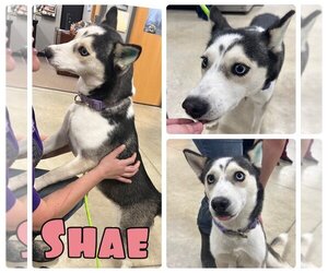 Huskies -Unknown Mix Dogs for adoption in Pierceton , IN, USA