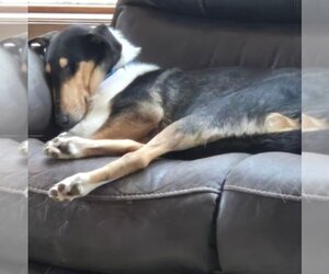 Mutt Dogs for adoption in Dublin, OH, USA
