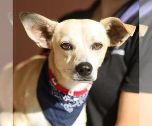 Chihuahua-Unknown Mix Dogs for adoption in San Antonio, TX, USA