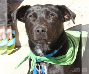 Labrador Retriever-Unknown Mix Dogs for adoption in Washington, DC, USA