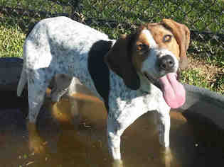 Treeing Walker Coonhound Dogs for adoption in Placerville, CA, USA