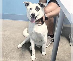 Border Collie-Unknown Mix Dogs for adoption in Houston, TX, USA
