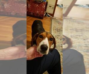Treeing Walker Coonhound Dogs for adoption in Newport, KY, USA
