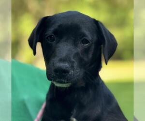 Labrador Retriever-Retriever Mix Dogs for adoption in Yardley, PA, USA