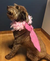 Labradoodle Dogs for adoption in Mount Airy, NC, USA