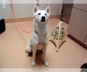 Siberian Husky-Unknown Mix Dogs for adoption in Martinez, CA, USA