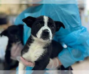 Border Collie-Unknown Mix Dogs for adoption in Raleigh, NC, USA