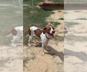 Pointer Dogs for adoption in Eastman, GA, USA