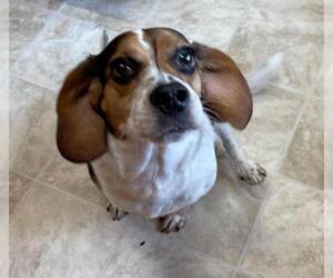 Beagle-Unknown Mix Dogs for adoption in Raleigh, NC, USA