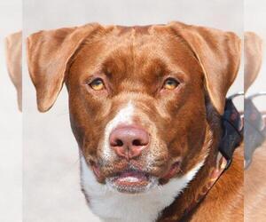 Borador Dogs for adoption in Huntley, IL, USA